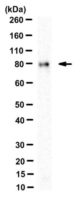 MilliporeSigma SUN2, Mouse, Unlabeled, Clone: 3.1E, 100 &mu;g | Buy Online | MilliporeSigma&trade; | Fisher Scientific